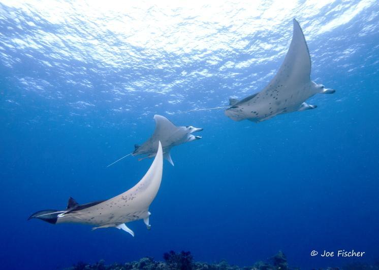 Dolphin Bay Divers Retreat Ξενοδοχείο Vatolotolo Εξωτερικό φωτογραφία