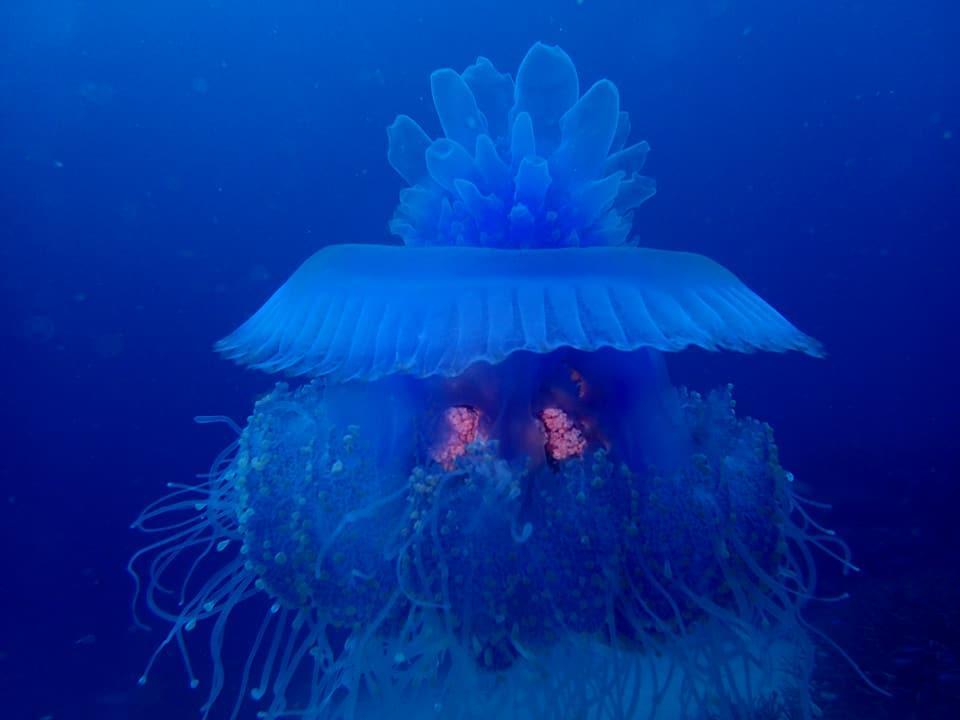 Dolphin Bay Divers Retreat Ξενοδοχείο Vatolotolo Εξωτερικό φωτογραφία