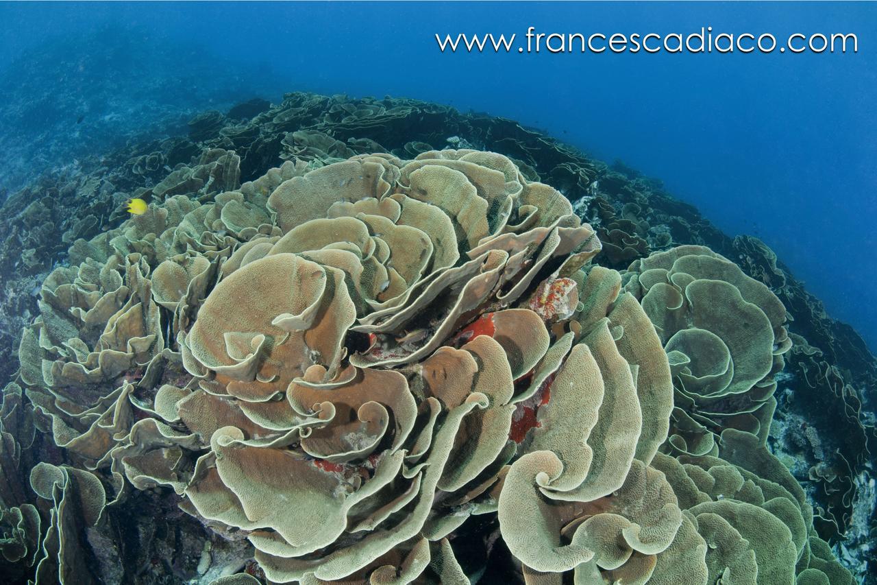 Dolphin Bay Divers Retreat Ξενοδοχείο Vatolotolo Εξωτερικό φωτογραφία